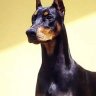 doberman1980